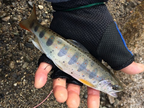 6C055A8E-550B-4D4E-A5B5-9EFAEFAC8399