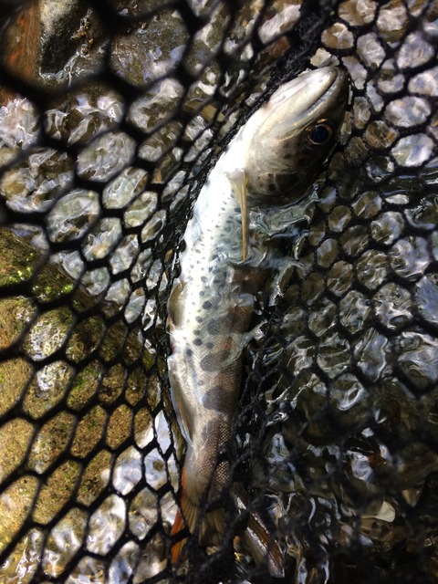 40C21592-E65A-4A63-9373-BF8F7AEA4C2B