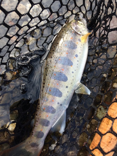 7AC8BB47-AB52-4B51-A677-4A42393BF852