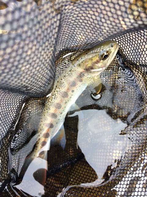 6742E9D1-AB4E-4A14-B6EB-BC162643C78A