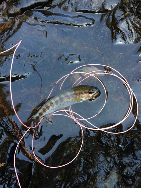 AD0E5DBE-5CA2-4763-9641-CEB95704FA31