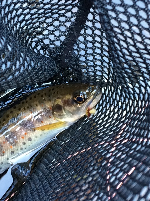 51E445AF-3A30-4446-A73E-7E4C5AD1544C