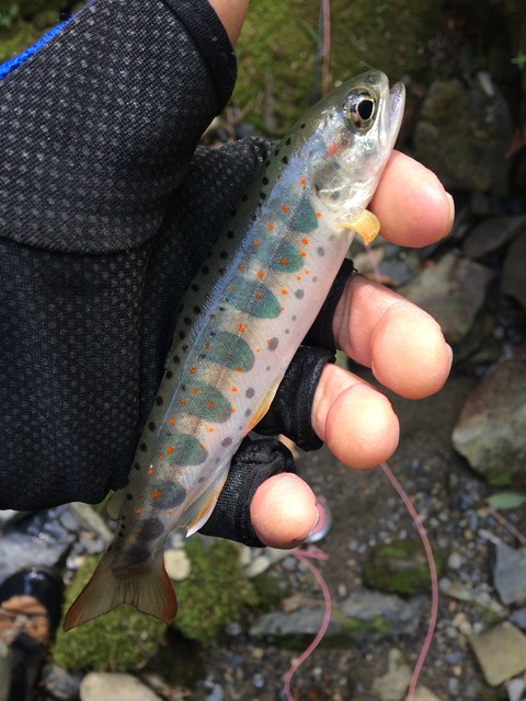 EBE4D33A-C6E4-44F0-9665-87FAC9F74312