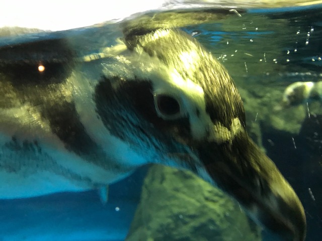ペンギン2