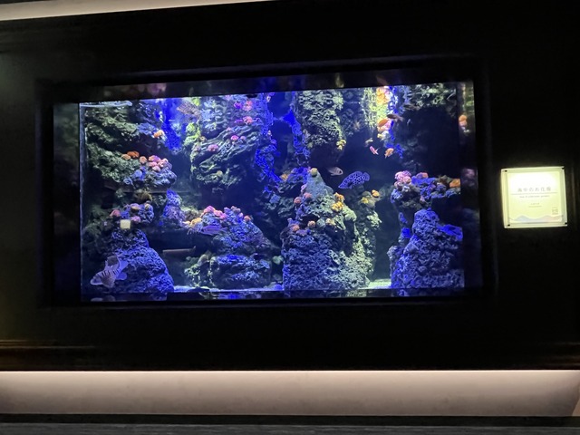 ❶-3サンゴ礁の景サンゴを彩る魚たち1-2