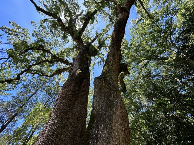 夫婦の大楠1-1-1