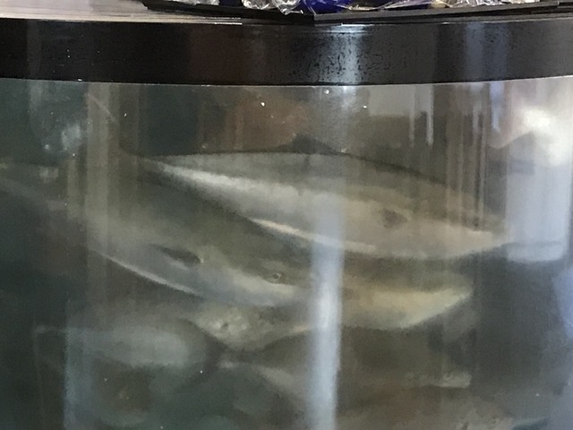 生簀1
