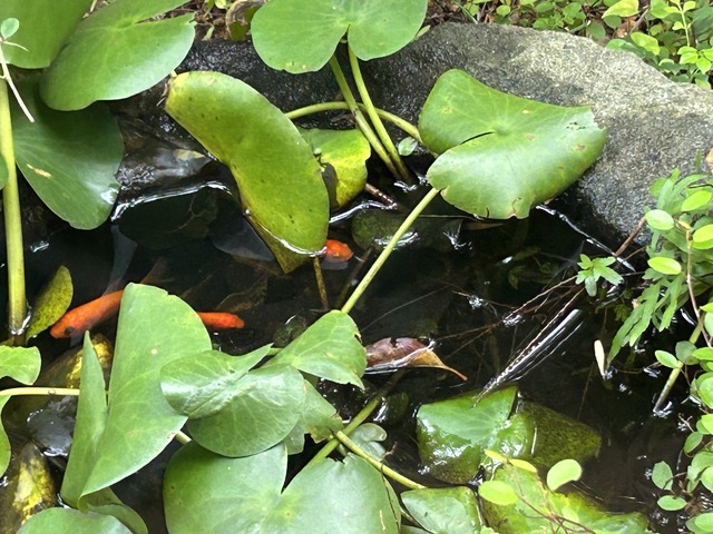 金魚1