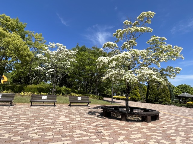 ヒトツバタゴ1-1-2