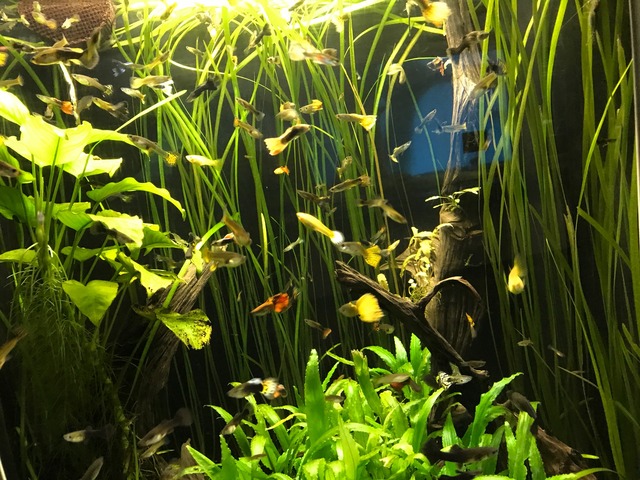 水草2