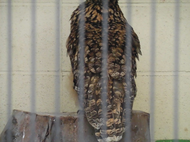 ミミズクの背中