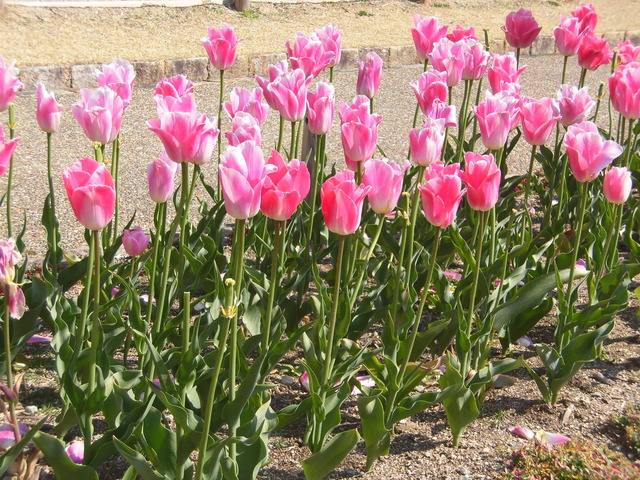 正面チューリップ2