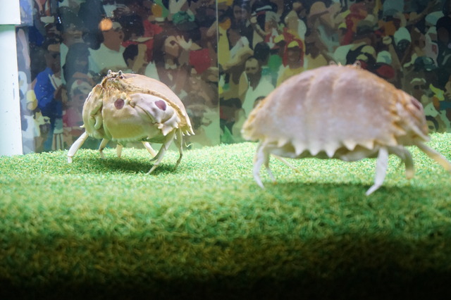 カニ