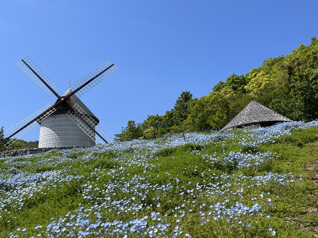 ネモフィラ1-2-8