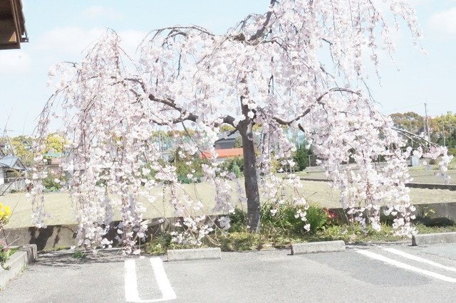 桜