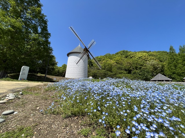 ネモフィラ1-1-1