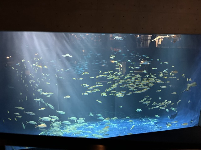 錦津見大水槽1-1-1