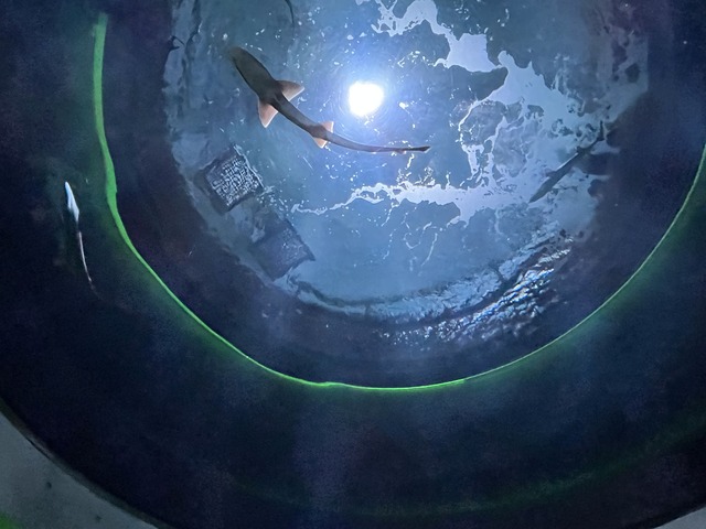 神無月の景　シュモクザメ1