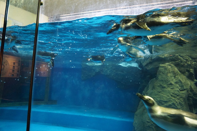 ペンギン