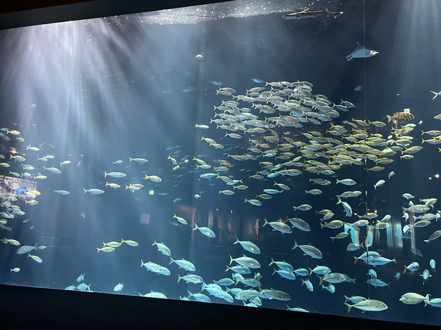 錦津見大水槽1-1-6