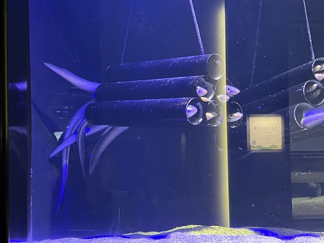 ❺穴子の景1-1-2