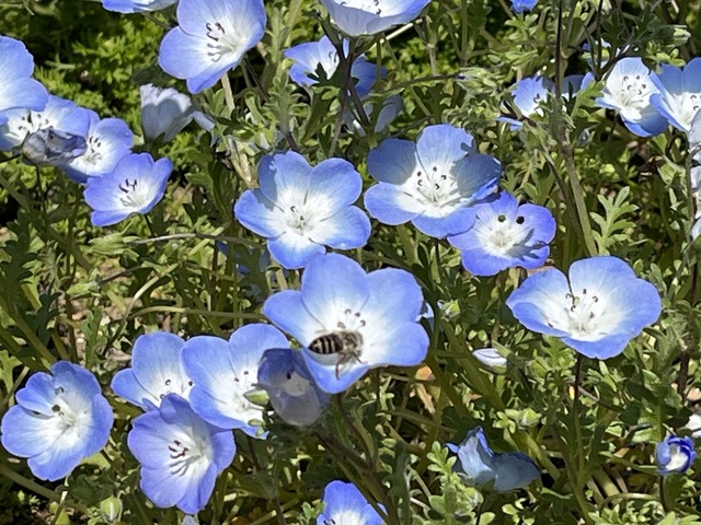 ネモフィラ1-2-1