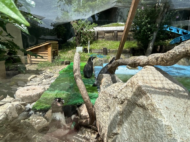 ❸ペンギン1