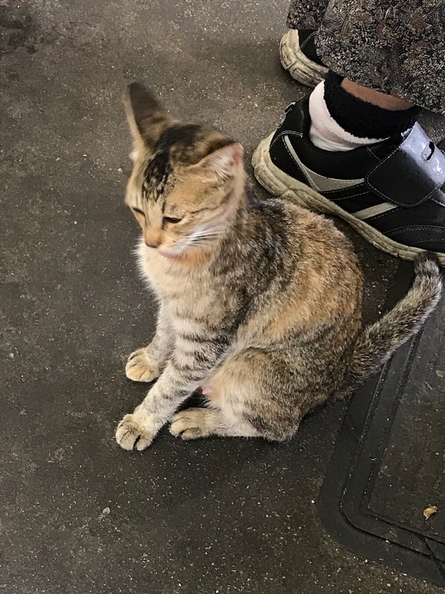 ねこ1