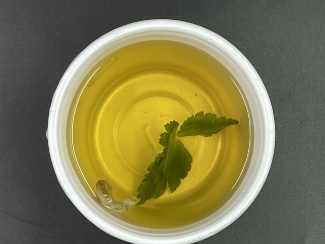 鰻重上セット1-2-1