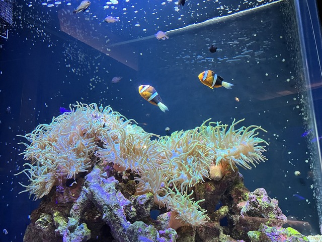 ❶-2サンゴ礁の景共生1-1-1