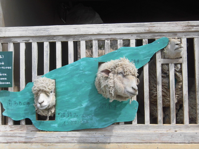 ヒツジ6