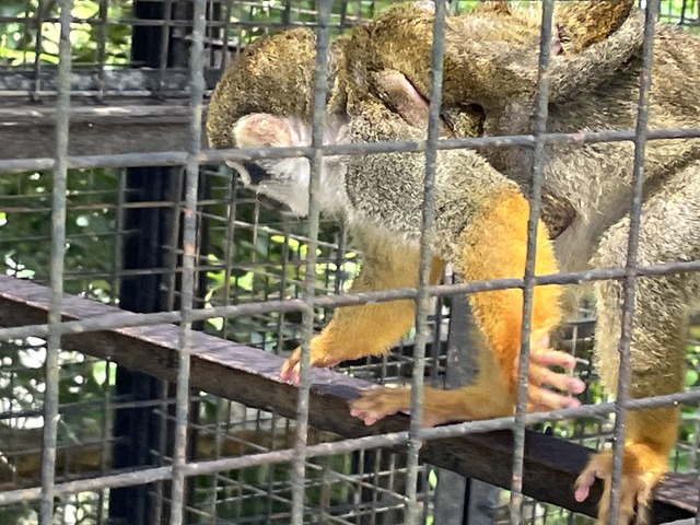 ❼ミーヤキャット1-1-1