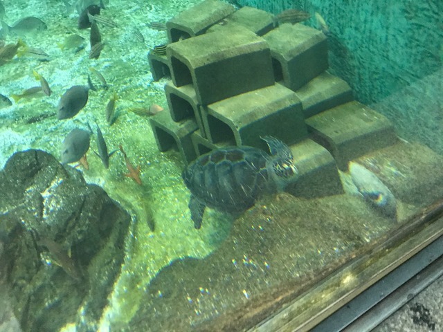 亀