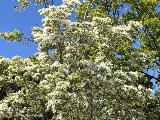 ヒトツバタゴ1-1-1