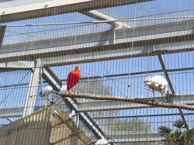 ショウジュトキ