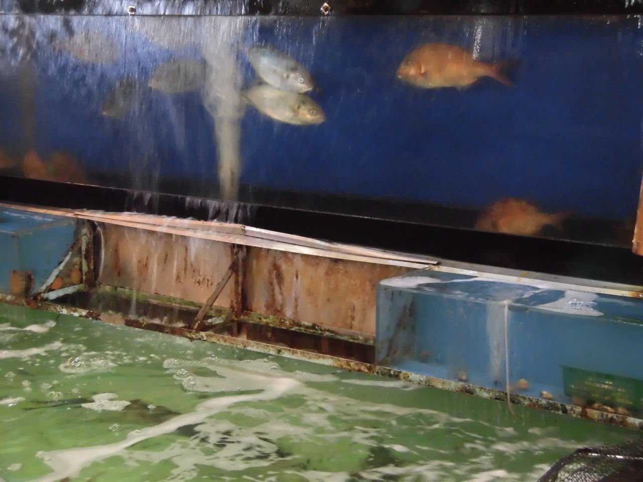 お魚料理屋さんでお食事 海鮮問屋太平洋 徳島 おいしい 楽しい