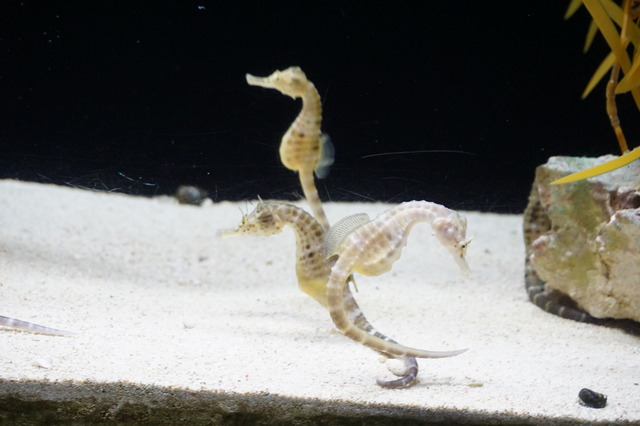タツノオトシゴ