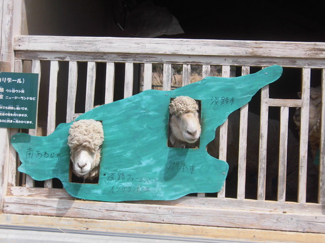 ヒツジ2