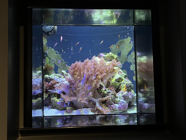 ❶-4サンゴ礁の景ミクロの景1-1