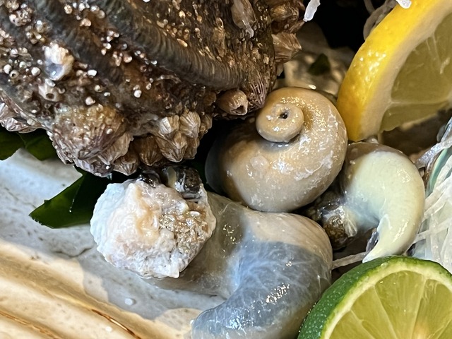 あわび＆サザエ1-4-1