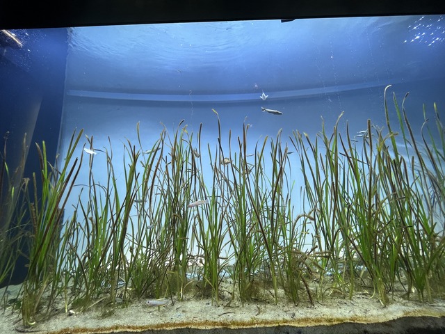 ❹海の草原の景1-1