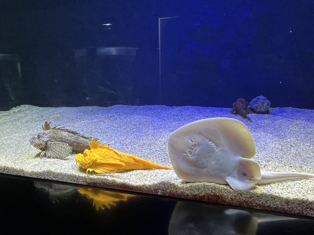 ❷砂隠れの景1-1