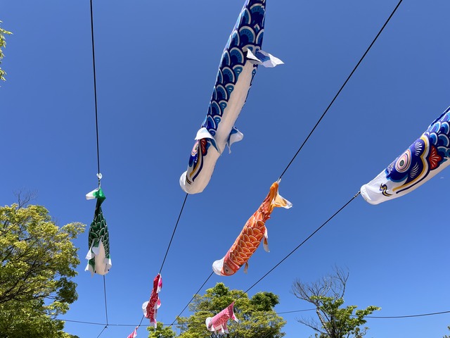 鯉のぼり1