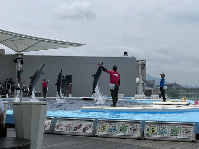 イルカショー1-1-1