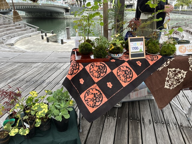 ❶美郷こけだま1