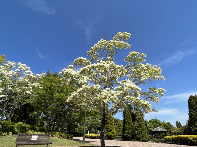 ヒトツバタゴ1-1-4