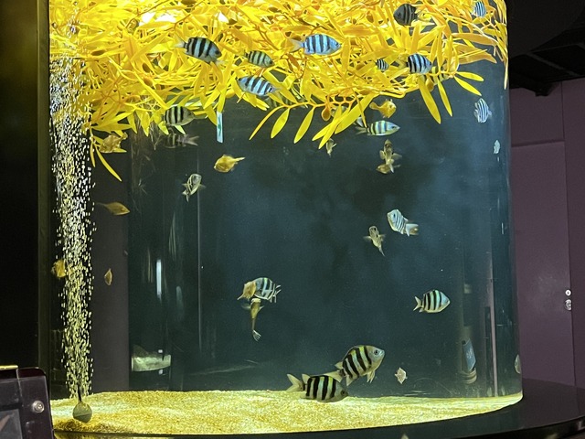 ❷流れ藻の景1-1