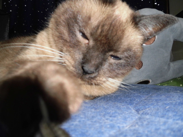 おゆさんぱんち