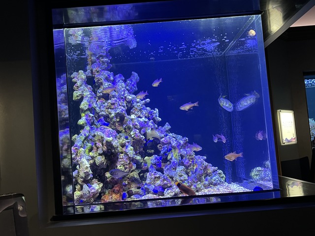 ❶-1サンゴ礁の景相利共生1-1