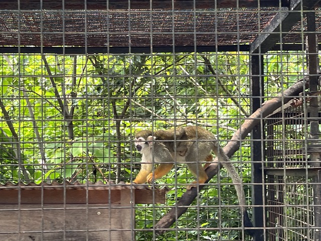 ❼ミーヤキャット1